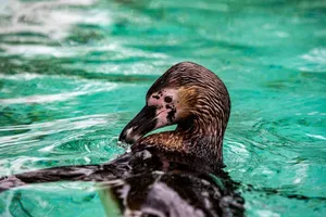 Vibrant close-up image of a penguin swimming gracefully in clear turquoise water. jigsaw puzzle