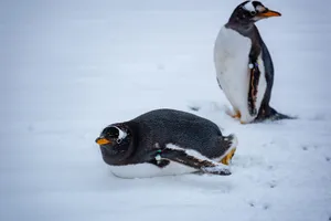 Two Gentoo penguins resting on a snowy Antarctic landscape during the day. jigsaw puzzle