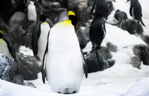 A group of emperor penguins standing on snowy rocks in a wintery Antarctic scene. jigsaw puzzle