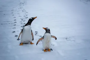 Two Gentoo penguins walk across snowy ground, leaving distinct footprints. jigsaw puzzle