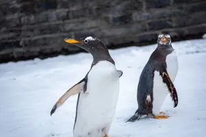 Two Gentoo penguins stand on snow against a stone wall background, showcasing their natural habitat. jigsaw puzzle