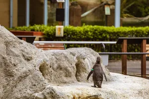 A penguin standing on a rock in an outdoor zoo enclosure, facing away. jigsaw puzzle