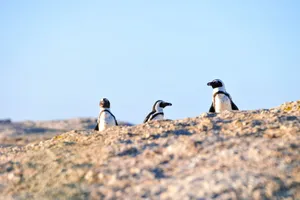 Three African Penguins standing on a rocky shore under a clear blue sky. jigsaw puzzle