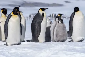 Emperor penguins and chicks standing on Antarctic snow with a snowy backdrop. jigsaw puzzle