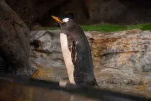 Close-up of a Gentoo penguin standing in a zoo habitat, showcasing its natural beauty and environment. jigsaw puzzle