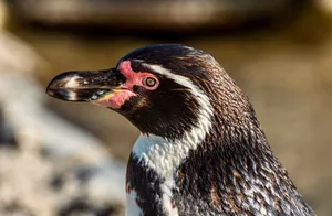 Detailed side view of a Humboldt Penguin in its natural environment, captured with selective focus and a blurred background. jigsaw puzzle