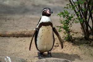 Close-up of a Humboldt penguin (Spheniscus humboldti) standing on sand with greenery around. jigsaw puzzle