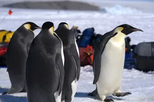 Group of emperor penguins standing on Antarctic ice. jigsaw puzzle