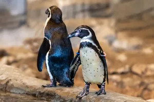 Close-up of two Humboldt penguins standing on a rocky outcrop indoors. jigsaw puzzle