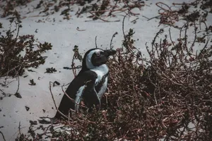 Captivating shot of an African penguin amidst beach vegetation, showcasing coastal wildlife. jigsaw puzzle