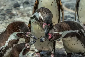 Close-up of Humboldt penguins engaging in social behavior on a rocky shoreline. jigsaw puzzle