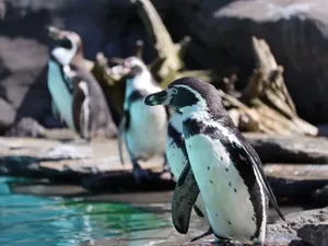 Group of Humboldt penguins at Kraków Zoo with rocky habitat and clear water. jigsaw puzzle