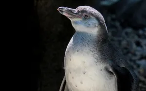 A detailed portrait of a penguin showcasing its features in a natural, outdoor setting. jigsaw puzzle