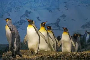 King penguins standing together, showcasing their natural habitat in a snowy landscape. jigsaw puzzle