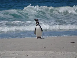 Magellanic penguin standing on a sandy beach with ocean waves in the background in the Falkland Islands. jigsaw puzzle