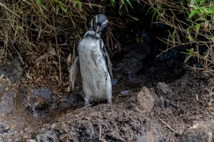 Close-up of a Humboldt penguin standing in a muddy outdoor setting. jigsaw puzzle