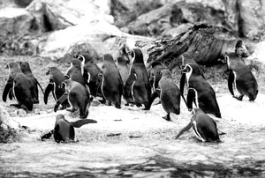 Black and white photo of penguins on rocks, showcasing their natural habitat. jigsaw puzzle