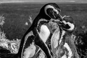 Black and white close-up of affectionate Magellanic penguins in Argentina. jigsaw puzzle