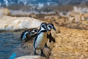 Two African penguins walking along a rocky shoreline, captured beautifully in the wild. jigsaw puzzle
