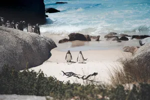 Charming view of African penguins on the sandy coastline of Boulders Beach, Cape Town, South Africa. jigsaw puzzle