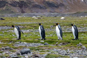 A group of King Penguins (Aptenodytes patagonicus) walking on the rocky, grassy terrain of South Georgia Island. jigsaw puzzle