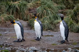 Three King Penguins standing amidst rocky terrain in South Georgia. jigsaw puzzle