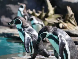 Two penguins by the water in a natural setting, captured in Kraków, Poland. jigsaw puzzle