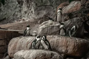 A close-up of African penguins resting on rocks. Perfect for wildlife and nature themes. jigsaw puzzle