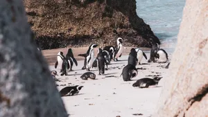 A group of African penguins congregate on a rocky beach, showcasing natural behavior in the wild. jigsaw puzzle