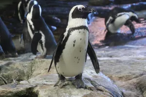 African penguins standing on rocks, showcasing their natural habitat and behavior. jigsaw puzzle