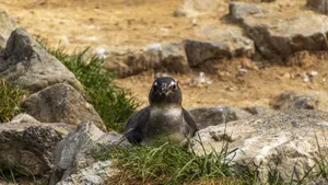 Close-up of a Galapagos penguin in a rocky natural setting, exhibiting curious behavior. jigsaw puzzle