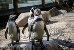 Humboldt penguins basking in the sun at Munich Zoo, showcasing their natural habitat. jigsaw puzzle