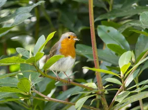 Vibrant European Robin perched on a leafy branch, showcasing nature's beauty. jigsaw puzzle