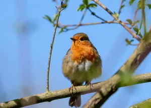 A vibrant European robin with red breast sits perched on a branch amidst spring foliage. jigsaw puzzle