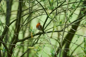 A vibrant European robin perched amid green branches, embodying the essence of spring wildlife. jigsaw puzzle