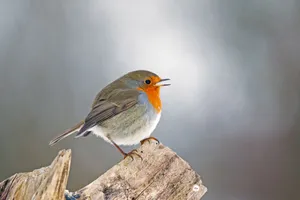 Close-up of an European Robin (Erithacus rubecula) singing on a wooden perch outdoors in Bremen, Germany. jigsaw puzzle