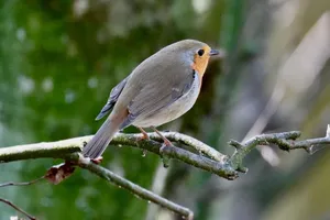 A vibrant European Robin perched on a branch in a lush green forest setting. jigsaw puzzle