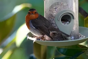 Close-up of a European Robin perched on a bird feeder in a garden setting. jigsaw puzzle