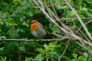 A vibrant European Robin perched amidst green foliage, highlighting its colorful plumage. jigsaw puzzle