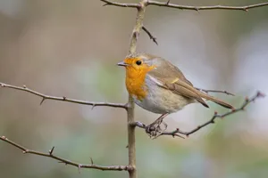 Close-up of a European robin on a thorny branch in natural setting. jigsaw puzzle