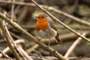 A vibrant European Robin with a red breast perched on a branch in West Bromwich, UK. jigsaw puzzle