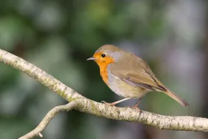 A beautiful European robin perched on a branch with blurred green background. jigsaw puzzle