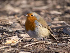 A detailed shot of a European Robin (Erithacus rubecula) foraging on a natural ground setting. jigsaw puzzle