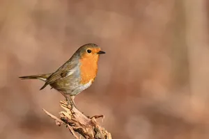 Close-up of a European robin (Erithacus rubecula) on a branch against a blurred background. jigsaw puzzle
