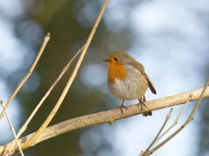 Close-up of an European Robin perched on a tree branch in nature. jigsaw puzzle