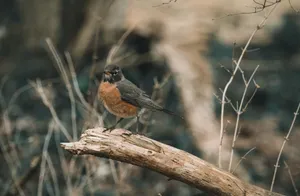 Close-up of an American Robin resting on a tree branch in natural woodland setting. jigsaw puzzle