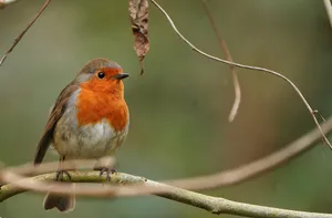 Close-up of a European Robin perching on a branch outdoors in daylight, showcasing vibrant redbreast and natural surroundings. jigsaw puzzle