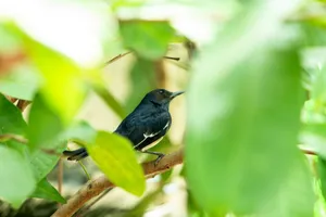 A black and white Oriental Magpie-Robin perched on a branch amidst lush green leaves. jigsaw puzzle