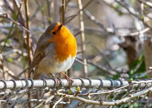Close-up of a European robin on a fence surrounded by budding branches during spring. jigsaw puzzle
