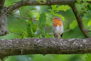 A beautiful European Robin on a tree branch amidst lush spring greenery, symbolizing nature's serenity. jigsaw puzzle